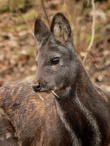 220px-Moschus_moschiferus_in_Plzen_zoo_(12.02.2011).jpg