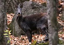 220px-Muskdeerjpg.jpg