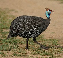 220px-Numida_meleagris_-Kruger_National_Park,_South_Africa-8a.jpg