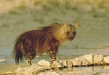 220px-Parahyaena_brunnea_5.jpg