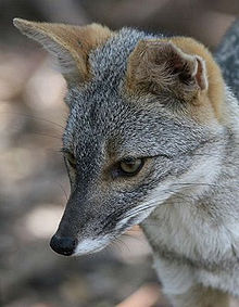 220px-Sechuran_fox.jpg