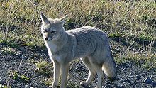 220px-Zorrito_Chile.jpeg