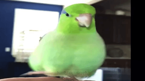 2395f37f405c46830ee88a9be16e0b27.gif