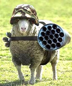 2515b18395ff1834216474ee4d90e40e--funny-animal-pictures-funniest-pictures.jpg