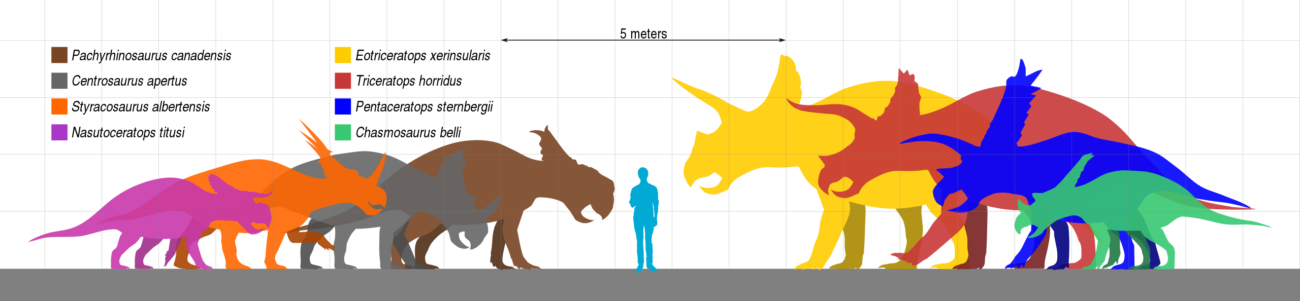 2560px-Ceratopsidae_Scale.svg.png