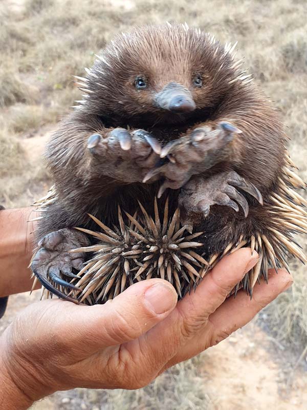 27091-baby-echidna.jpg