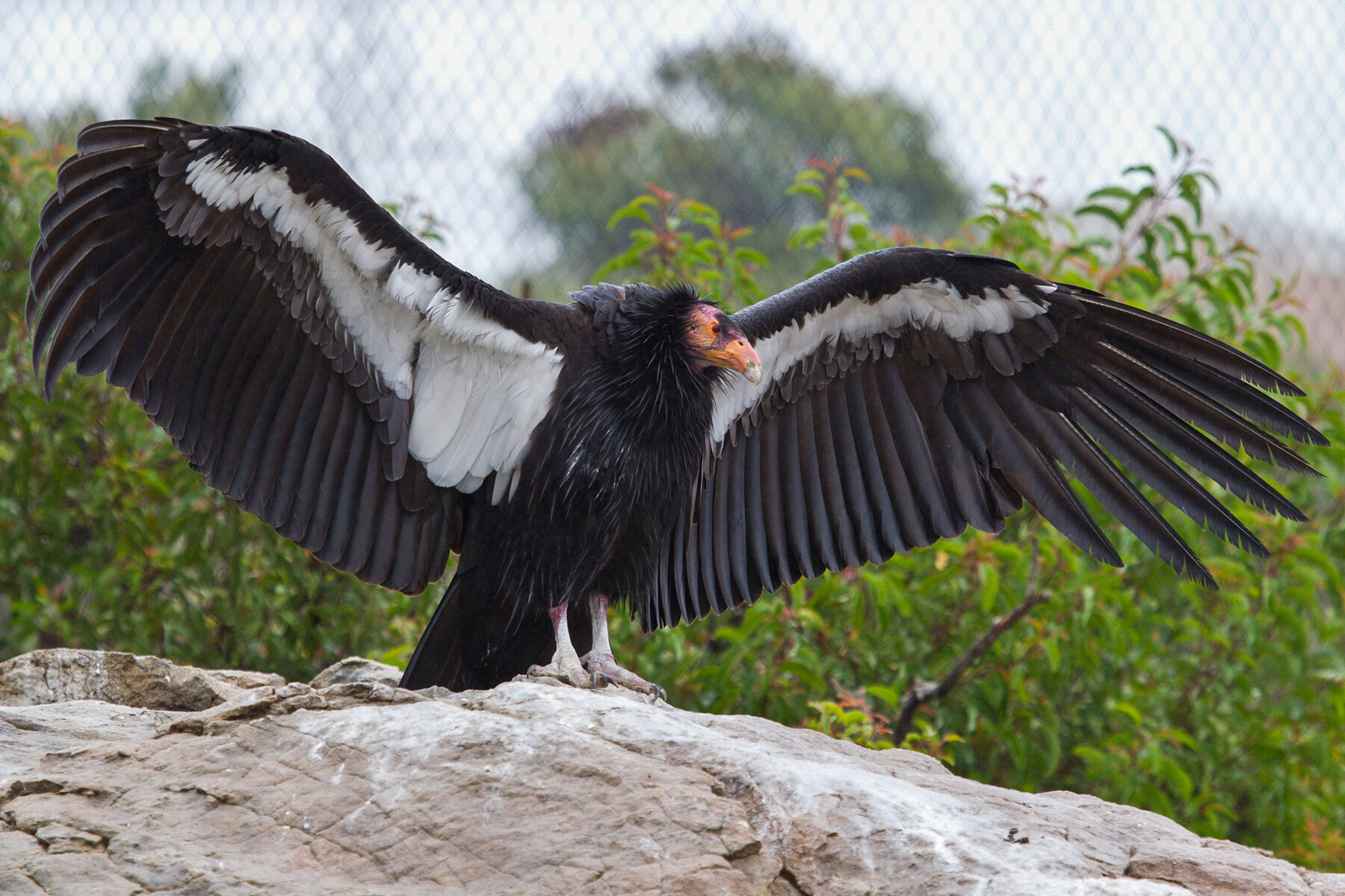 29XP-Condors-mobileMasterAt3x.jpg