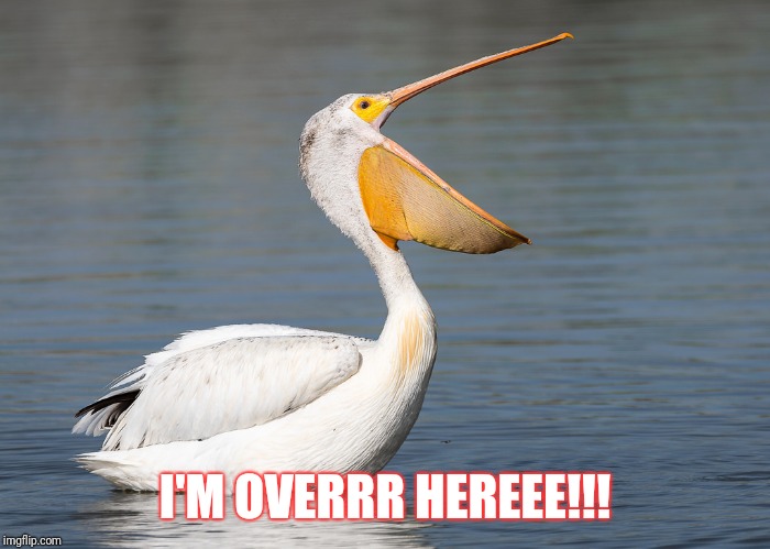 2hpogz.jpg