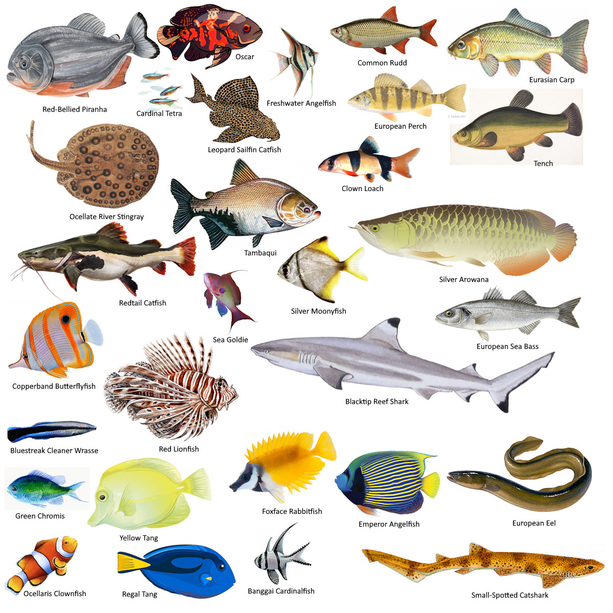 30 fish.png
