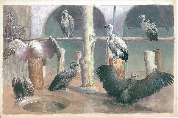 30. Vulture Aviary 8.JPG