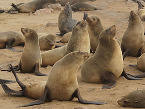 300px-Arctocephalus_pusillus_(Cape_fur_seals).jpg