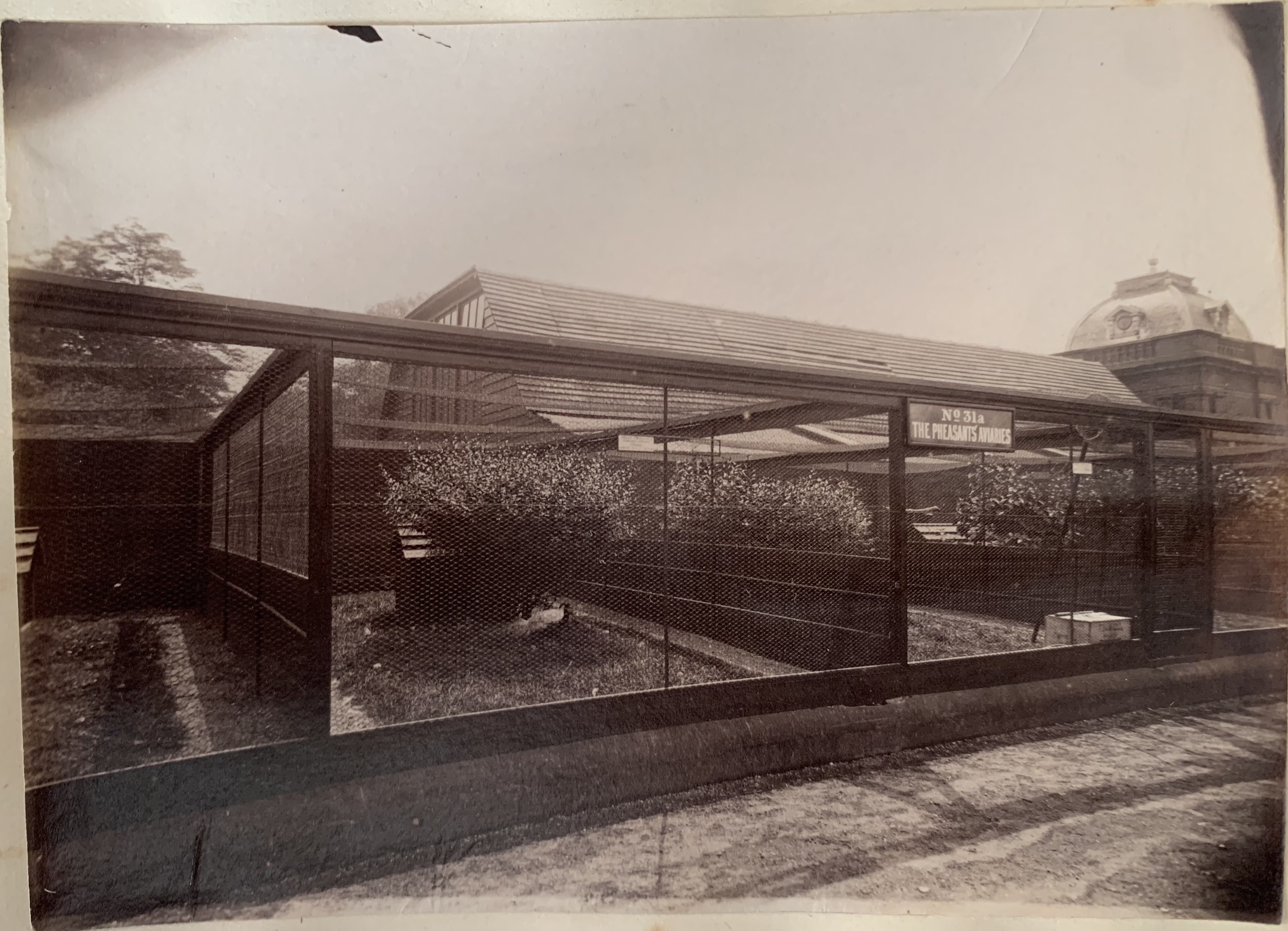 31. Eastern Pheasantry 9.jpg