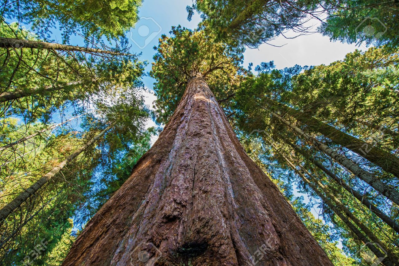 32170208-ancient-giant-sequoias-forest-in-california-united-states-sequoia-national-park-ca-usa-.jpg