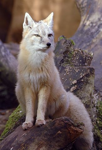 326px-Vulpes_corsac.jpg