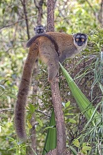 330px-Common_brown_lemur_(Eulemur_fulvus)_female_with_juvenile.jpg