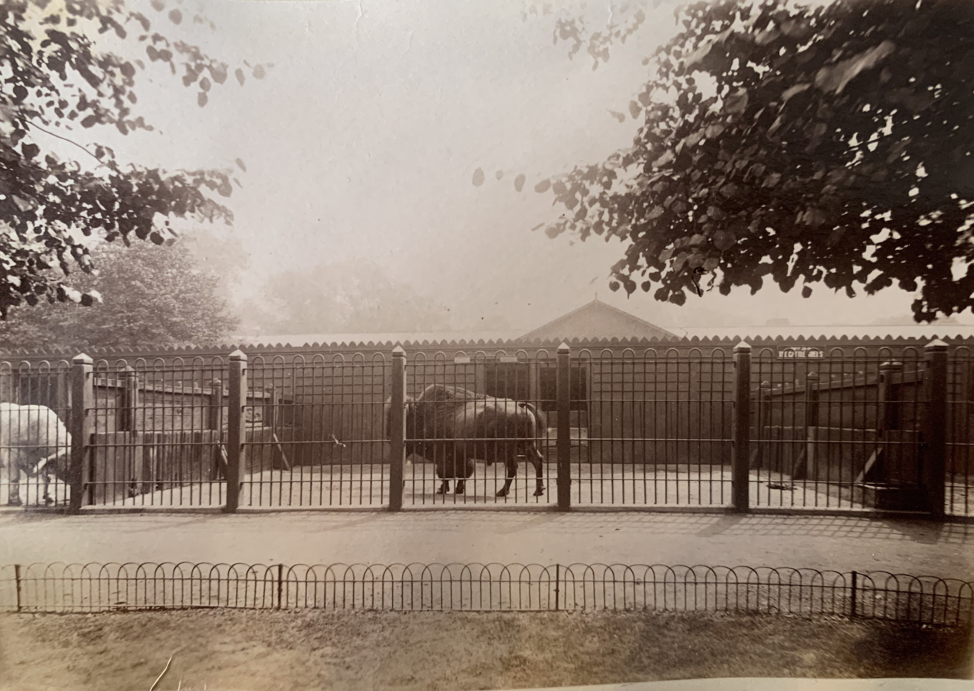 34. Cattle Sheds 21.jpg
