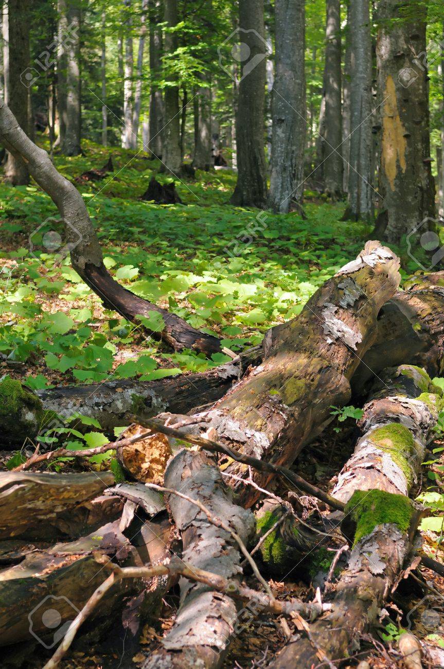 36224368-fallen-dead-trees-on-the-ground-are-important-part-of-forest-ecosystem-.jpg