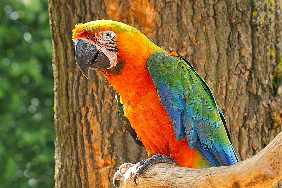 O que significa At the zoo I saw a piece of toast in a cage. The sign on  the cage said: BREAD IN CAPTIVITY. (Essa piada tem algum trocadilho com  algo em