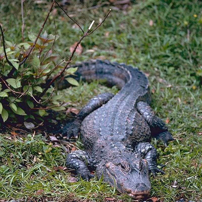 3c374c0a2f_50035959_800px-china-alligator.jpg