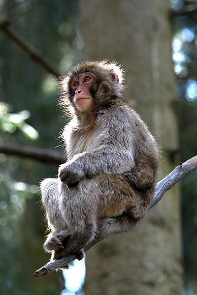 400px-Affe_am_Ast.jpg