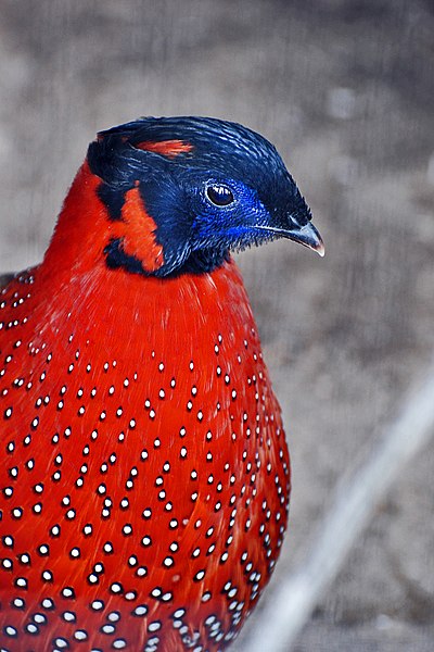 400px-Satyr_Tragopan_Osaka.jpg