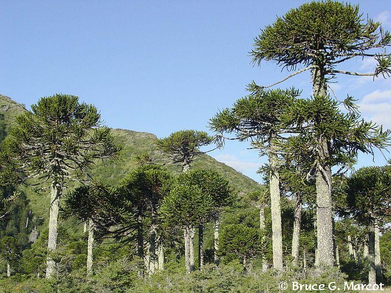 4237 Auricauria trees.jpg