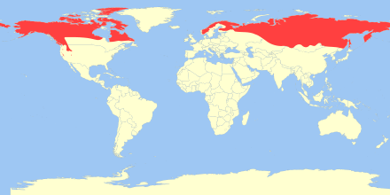 440px-Gulo_gulo_distribution.svg.png
