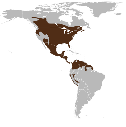 440px-Odocoileus_virginianus_map.svg.png