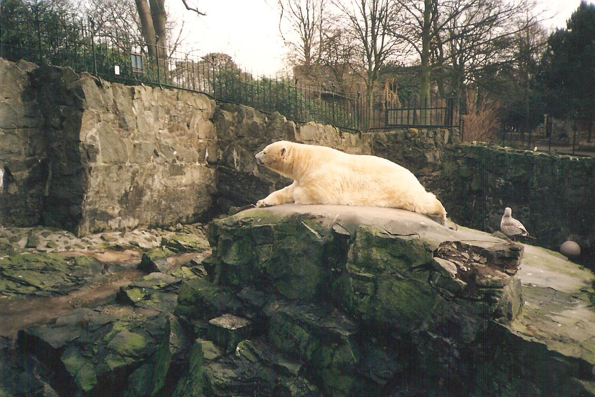 442 – Polar Bear lies in his enclosure – Edinburgh Zoo – NA – 90's.jpg