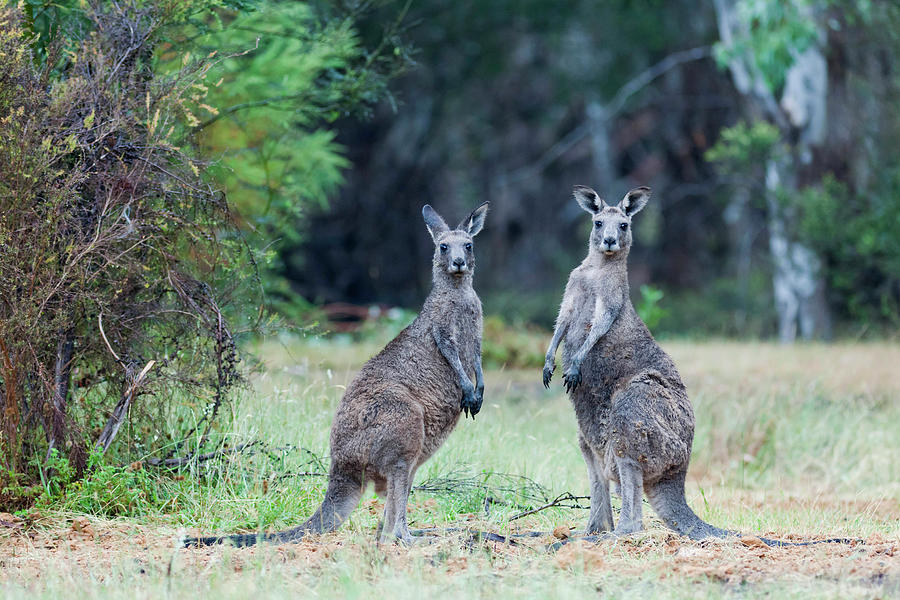 45-eastern-grey-kangaroo-macropus-martin-zwick.jpg