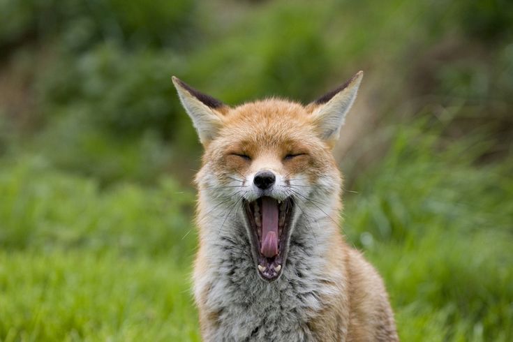 483340cbf2f3289dd9c5f203ff2c8298--animal-humor-amazing-nature.jpg