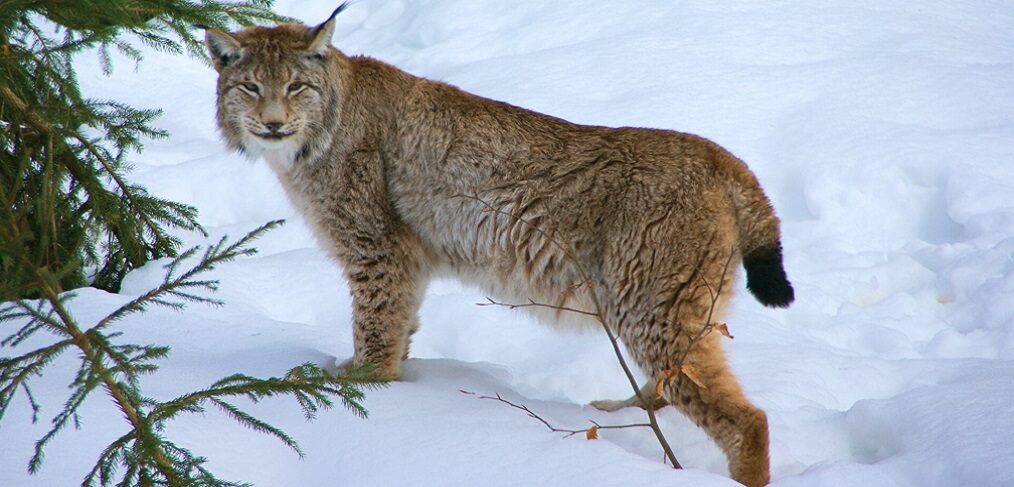 487-Luchs-1014x487.jpg