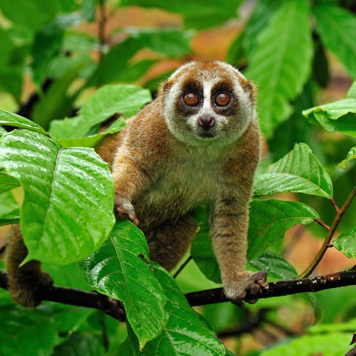 48de873930f24ceafd3749a809d8bd9151-21-slow-loris.rsquare.jpg