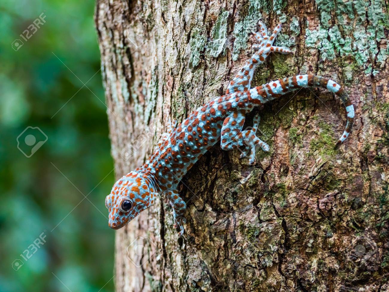 50534046-un-beau-gecko-tokay-assis-sur-un-arbre-à-l-état-sauvage-au-crépuscule-lieu-langkawi-m...jpg