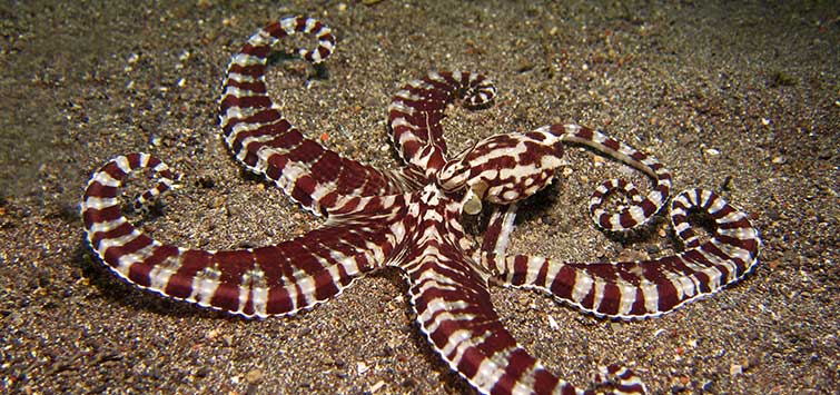 567_my_experience_with_a_mimic_octopus.jpg