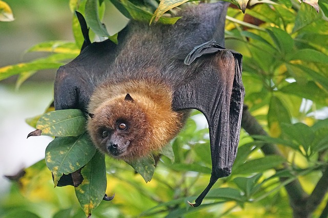 609a6abc67060b62c37e563f_rodrigues_20_flying_20_fox_20_facts_5c8b5abd05.jpg