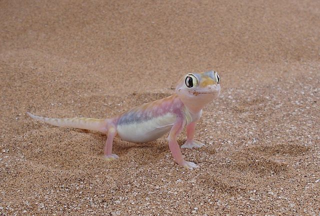 640px-Pachydactylus-rangei.jpg