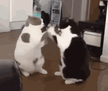 6725B835-F31C-44AA-8298-EE3D7A678499.gif
