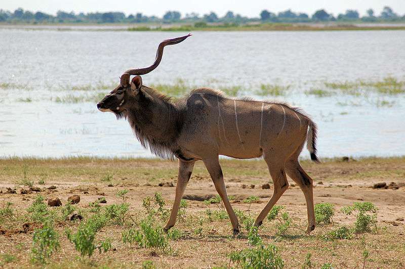 777c74af86_50036115_800px-tragelaphus-strepsiceros-chobe-river-front-botswana-8.jpg