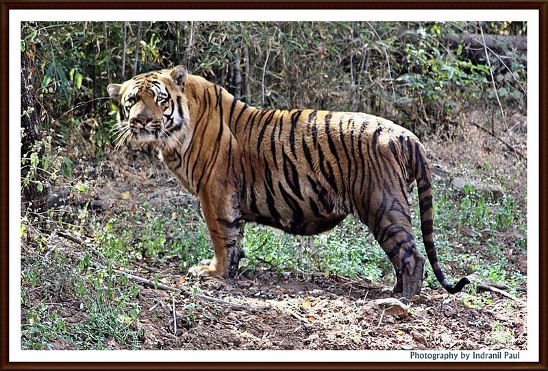 Zoopedia Bengal vs Siberian tiger size.