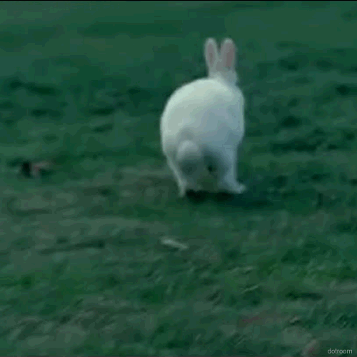 7tjE.gif