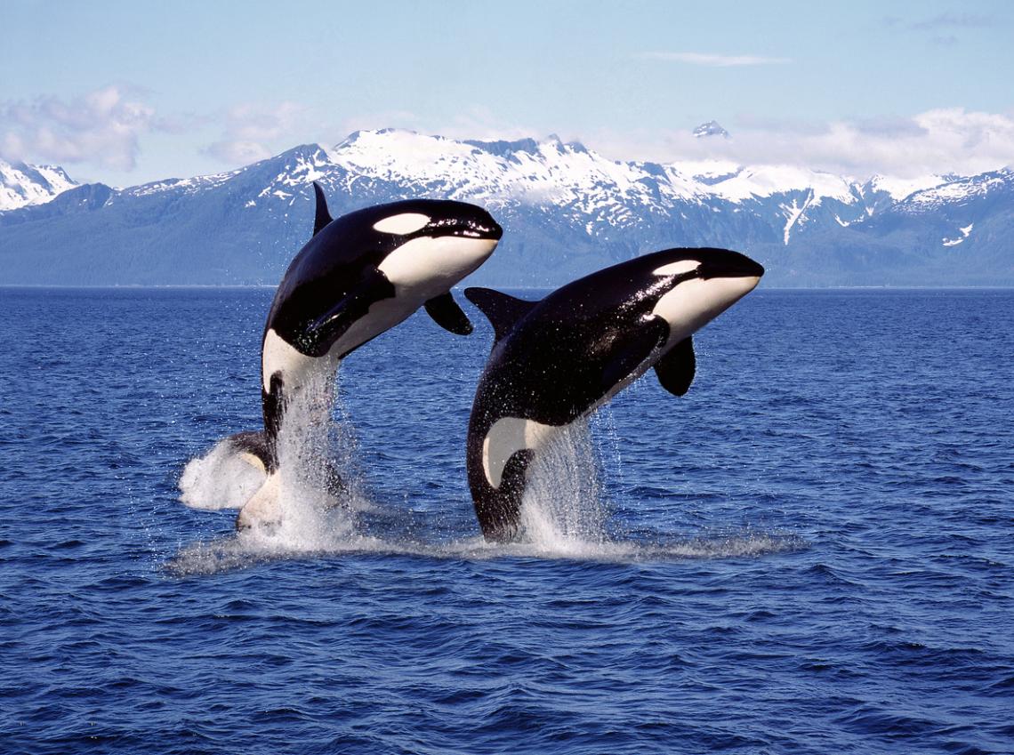 8-orcas-en-el-oceano_1.jpg