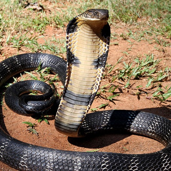 800px-12_-_The_Mystical_King_Cobra_and_Coffee_Forests.jpg