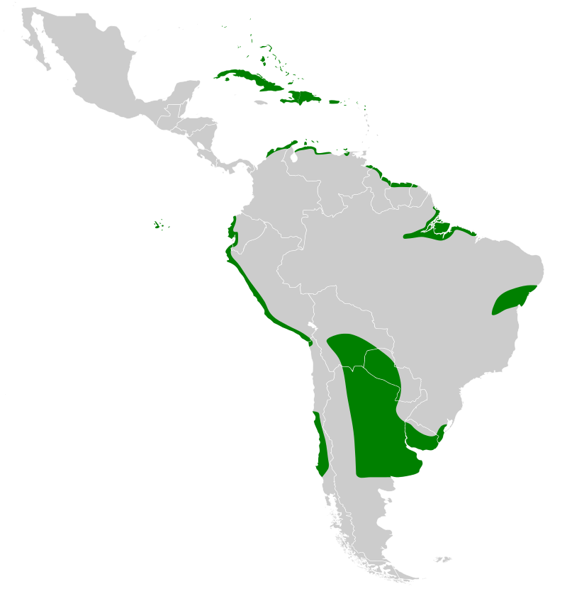 800px-Anas_bahamensis_map.svg.png