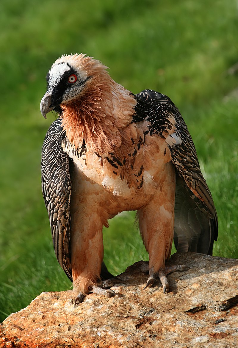 800px-Bartgeier_Gypaetus_barbatus_front_Richard_Bartz.jpg