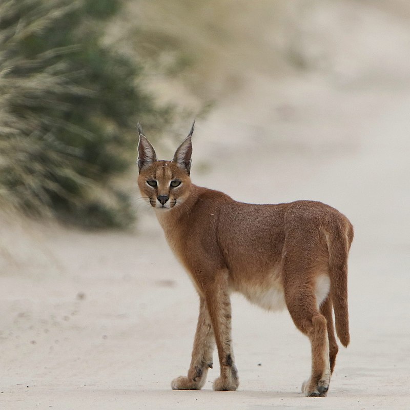 800px-Caracal_on_the_road,_early_morning_in_Kgalagadi_(36173878220).jpg
