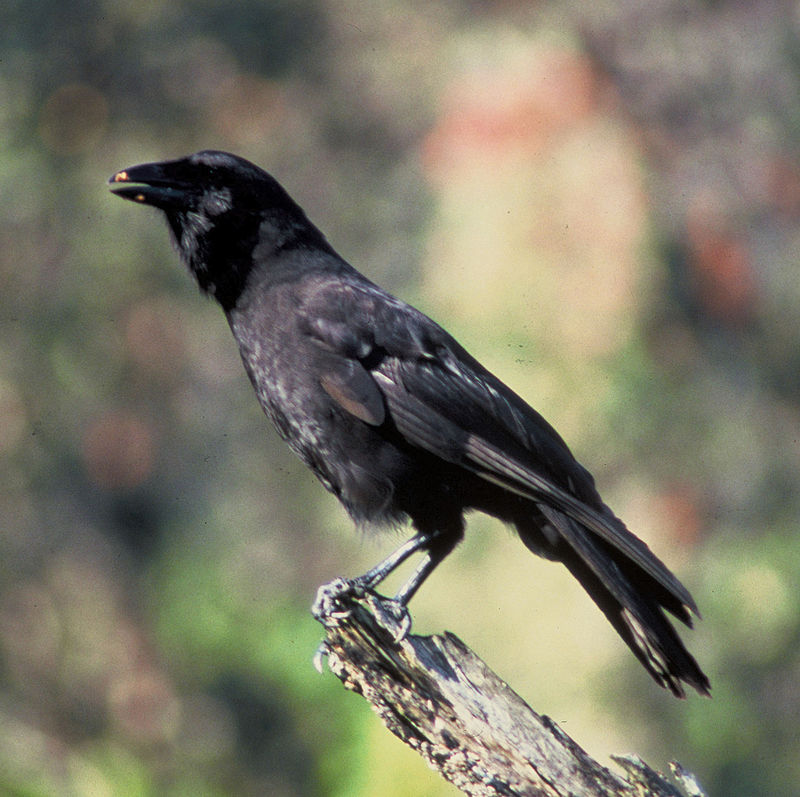 800px-Corvus_hawaiiensis_FWS.jpg
