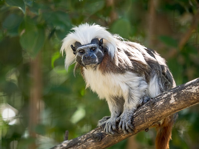 800px-Cotton-top_Tamarin_19014357643.jpg