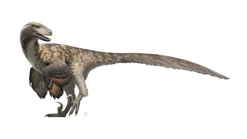 800px-Deinonychus_Restoration.png