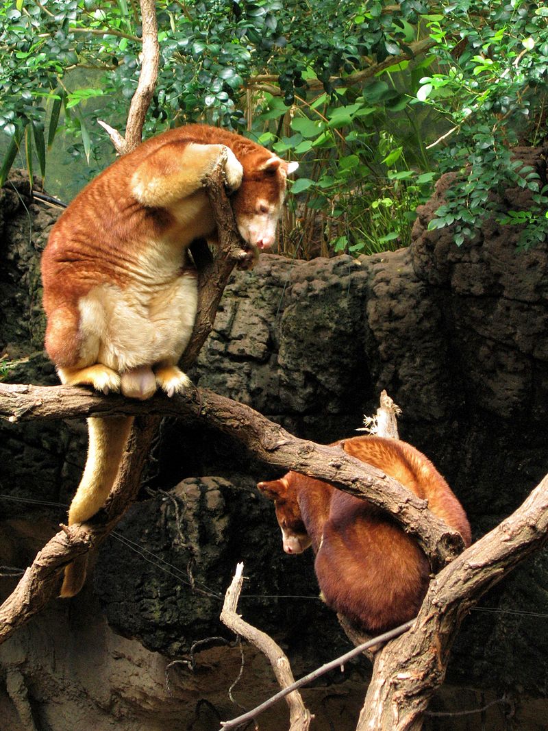 800px-Dendrolagus_matschiei_at_the_Bronx_Zoo_007.jpg